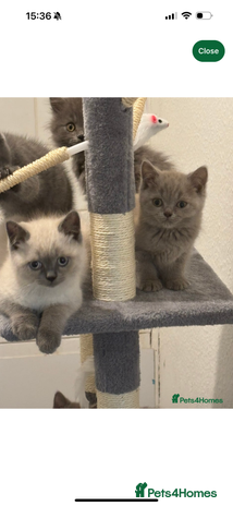 British Shorthair cats - Advert 11