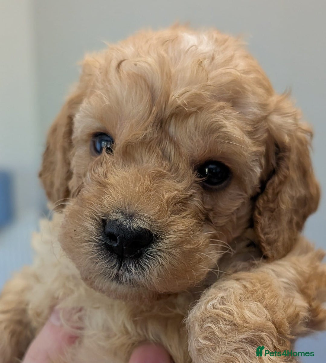 Australian Labradoodle dogs for sale: Adorable Miniature Australian Labradoodle Puppies - Image 6