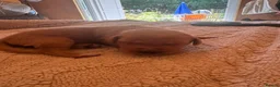 Labrador Retriever dogs for sale: Two beautiful fox red Labrador puppies  - Advert 12