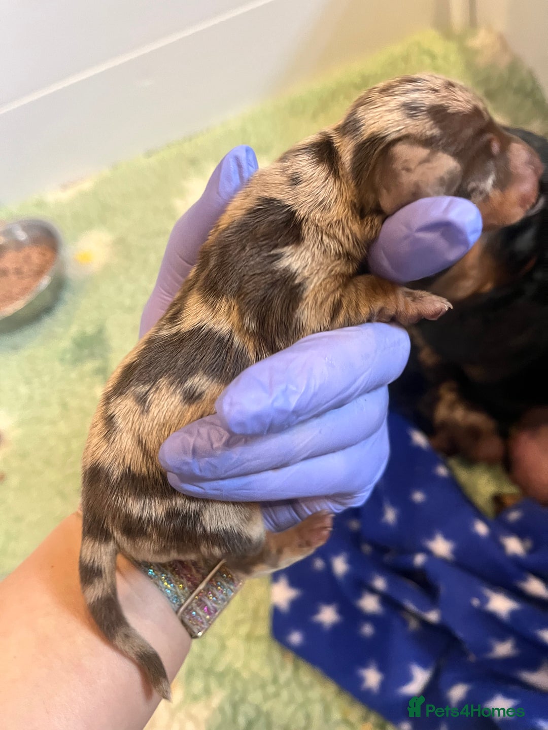 Miniature Dachshund dogs for sale: Absolutely stunning, very healthy dapple dachshund - Image 3