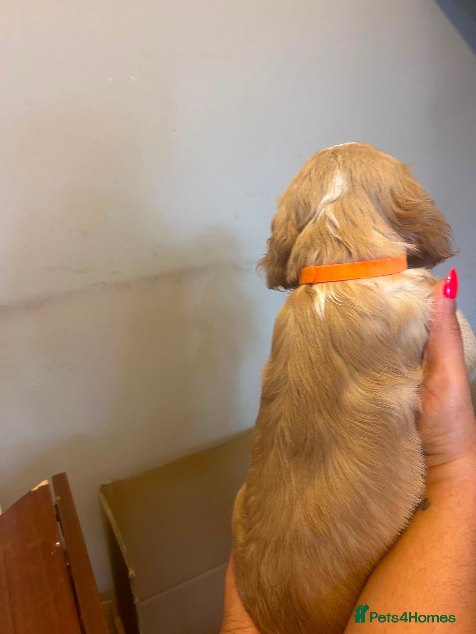 Mixed Breed Puppy 1