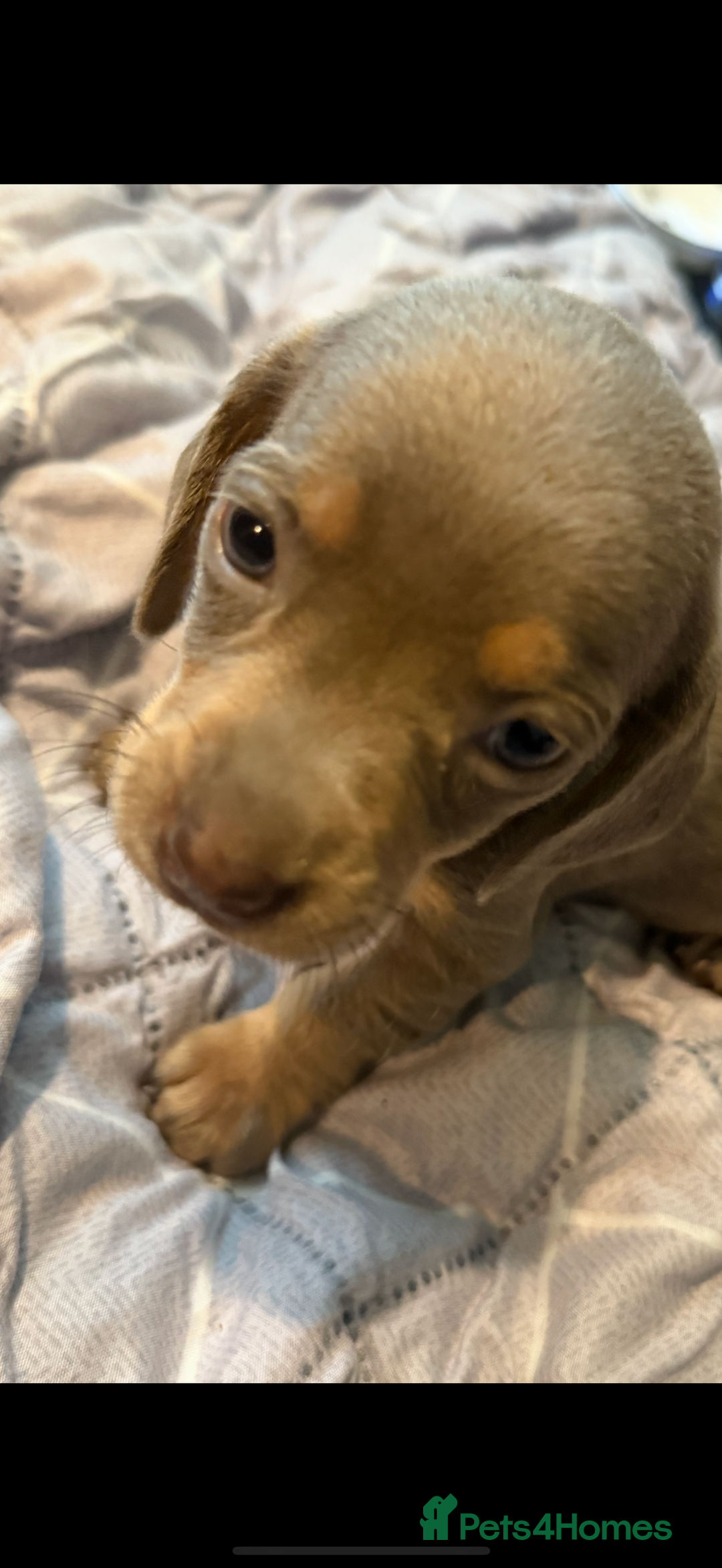 Dachshund dogs for sale: Sausage dog puppies for sale  - Image 2