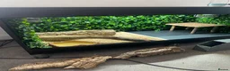Bearded Dragon reptiles for sale: Bearded Dragon in Corby - Advert 6