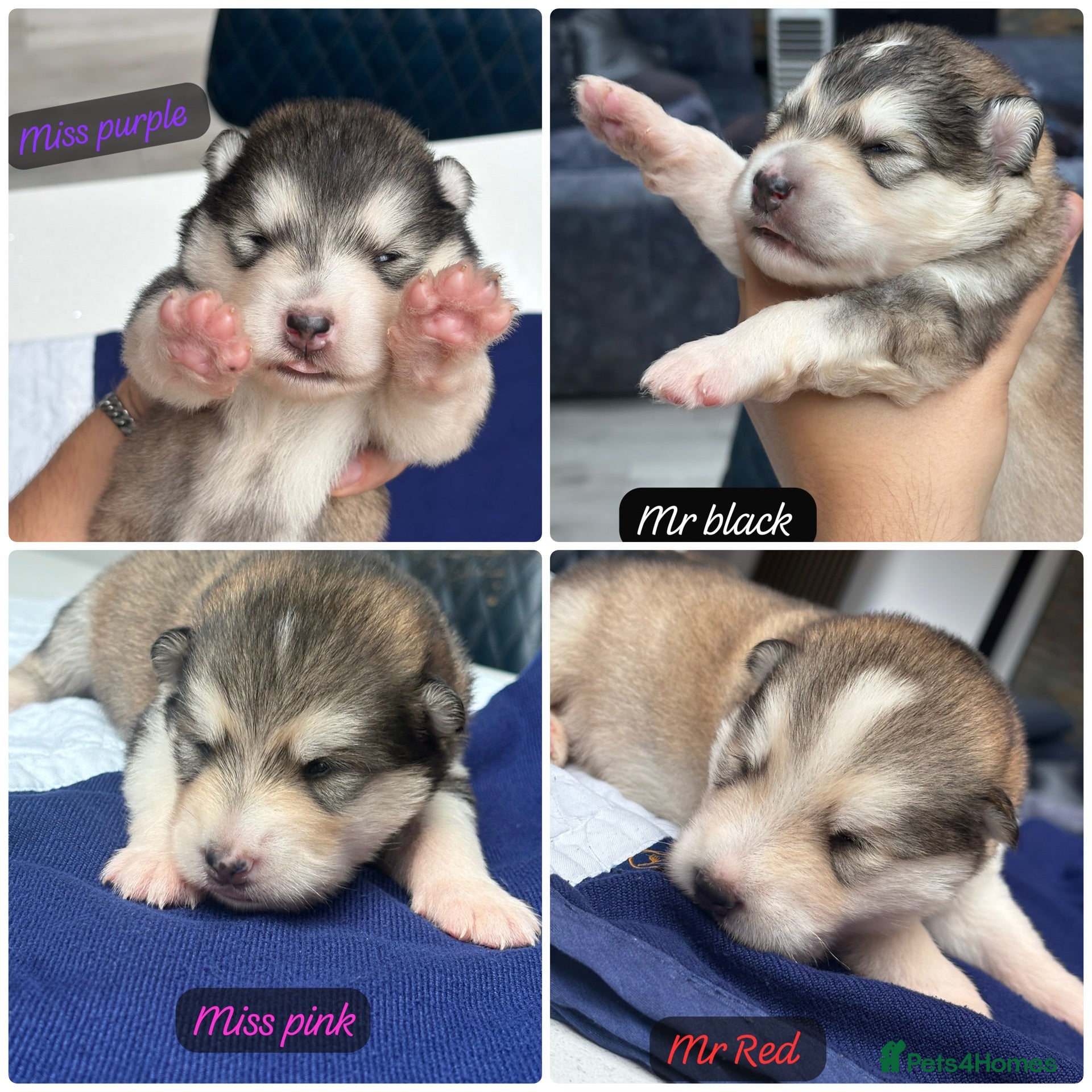 Alaskan Malamute dogs Behaviourist Raised Malamute Champion Line Pups  - Advert 2