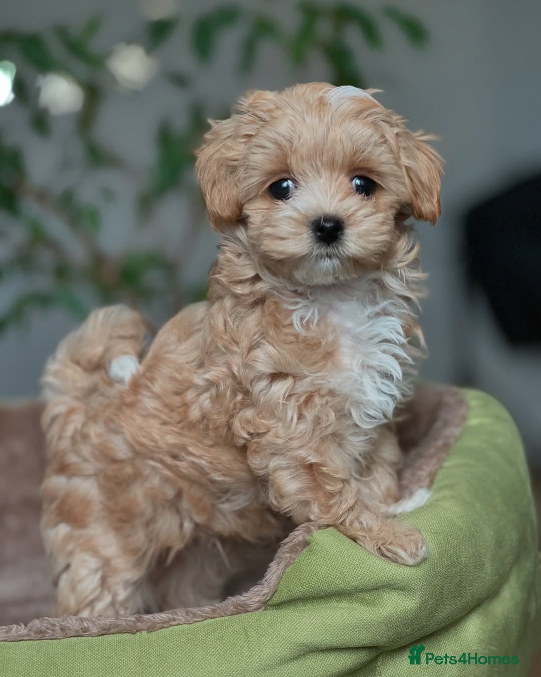 Maltipoo dogs for sale: playful Maltipoo puppies for sale  - Image 3