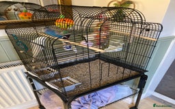 Budgerigars birds for sale: 2x buggies for sale  - Image 1