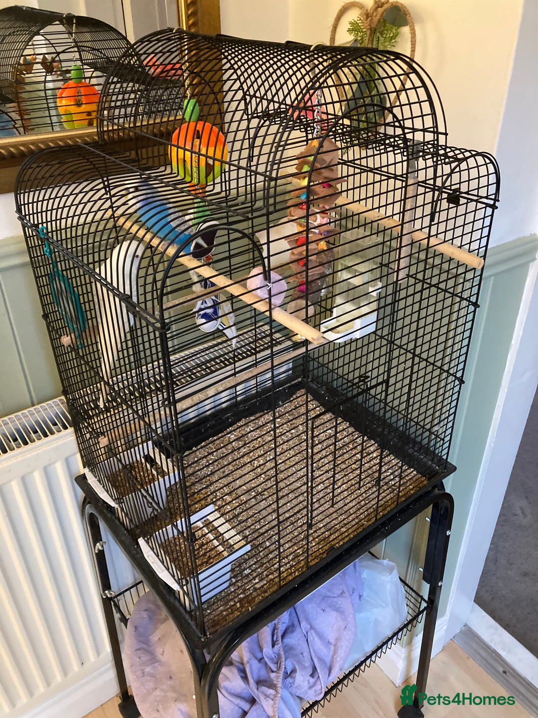 Budgerigars birds for sale: 2x buggies for sale  - Image 1