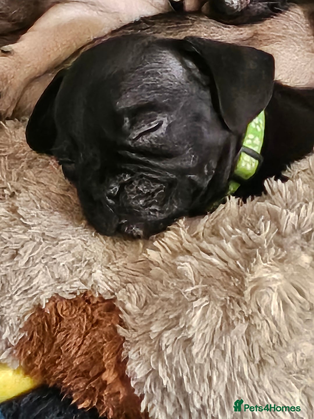 Mixed Breed dogs for sale: Reduced to 400 - Image 2