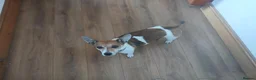 Jack Russell dogs for sale: Jack Russell Puppies for sale - Advert 3