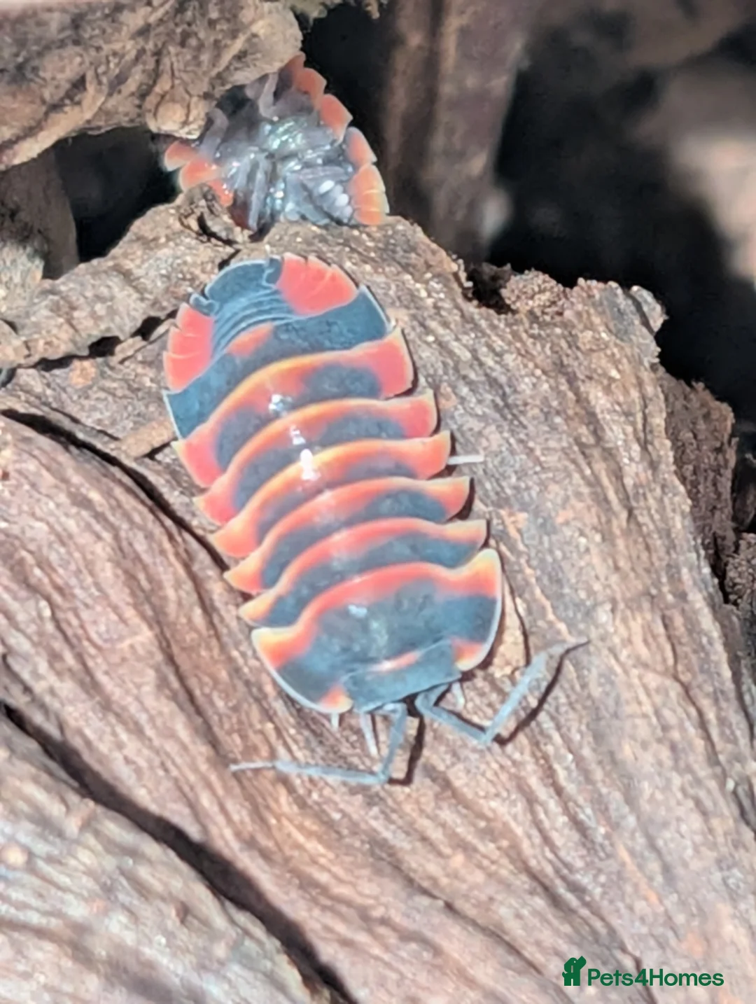 Isopods invertebrates for sale: Mand species of isopods available  - Advert 3