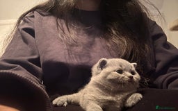British Shorthair cats for sale: British short hair - Image 4