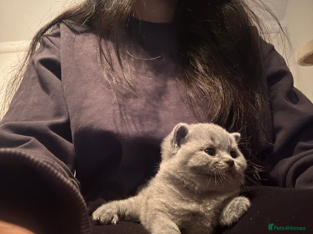 British Shorthair cats for sale: British short hair - Image 4