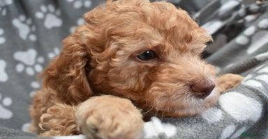 Cockapoo dogs - Advert 6