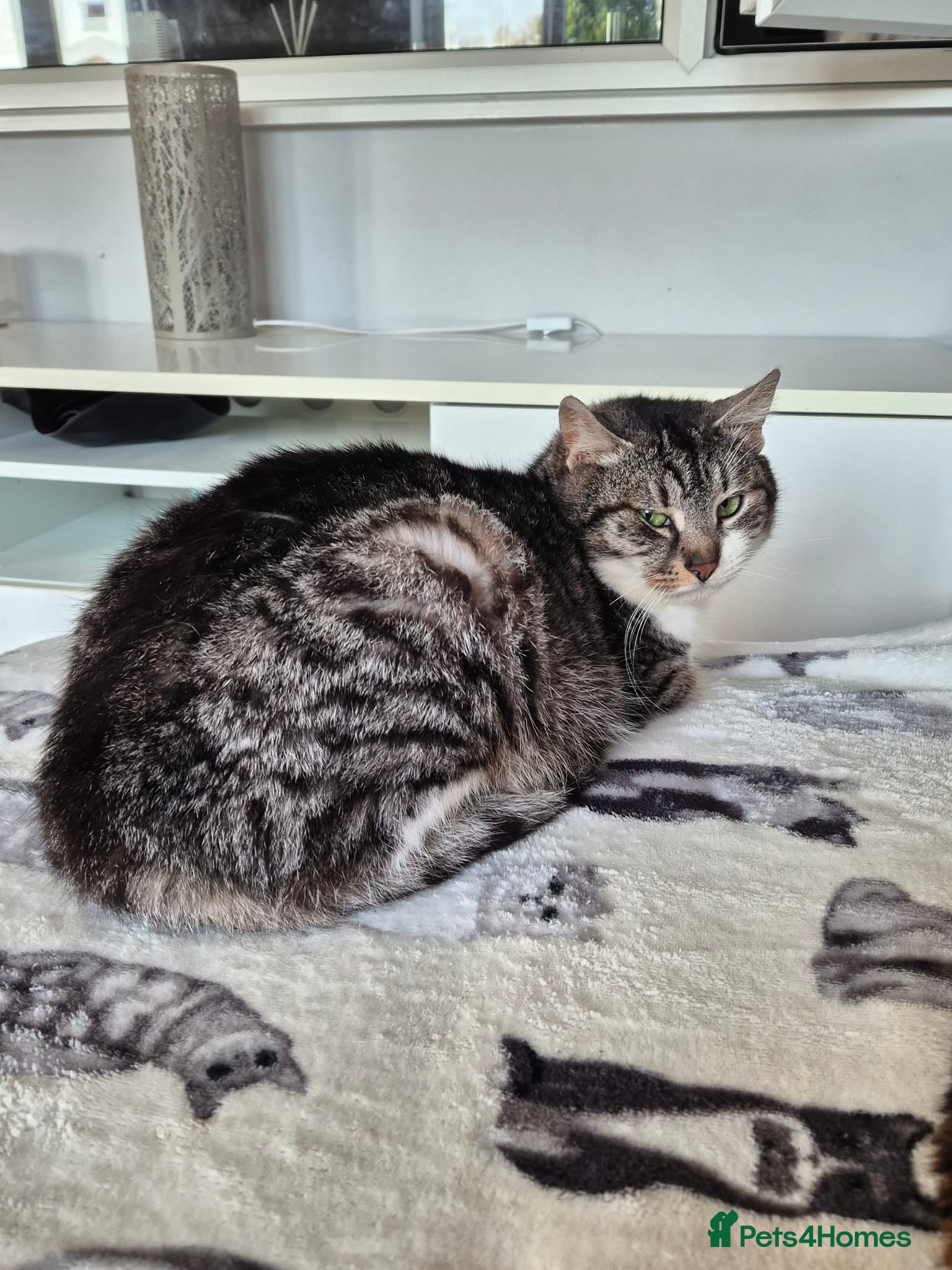 Mixed Breed cats for adoption: Mercury for adoption - Advert 3