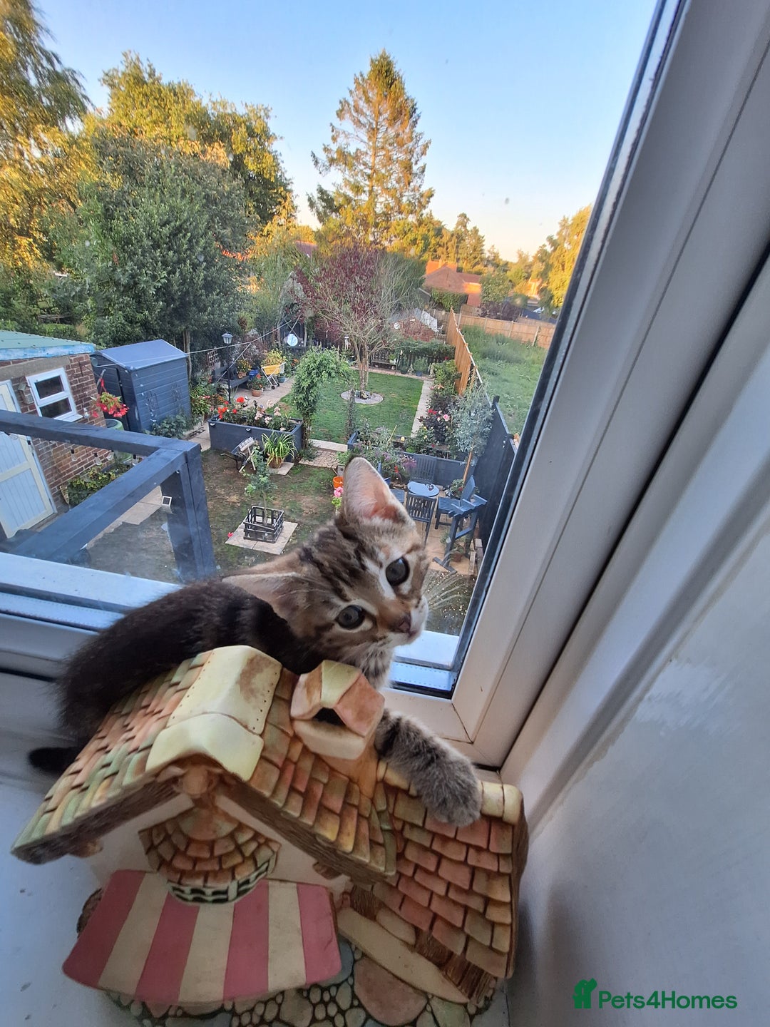 Domestic Shorthair cats for sale: ✨️ Beautiful 2 kittens 🩷🩵 Ready for homes now ✨️ - Image 23