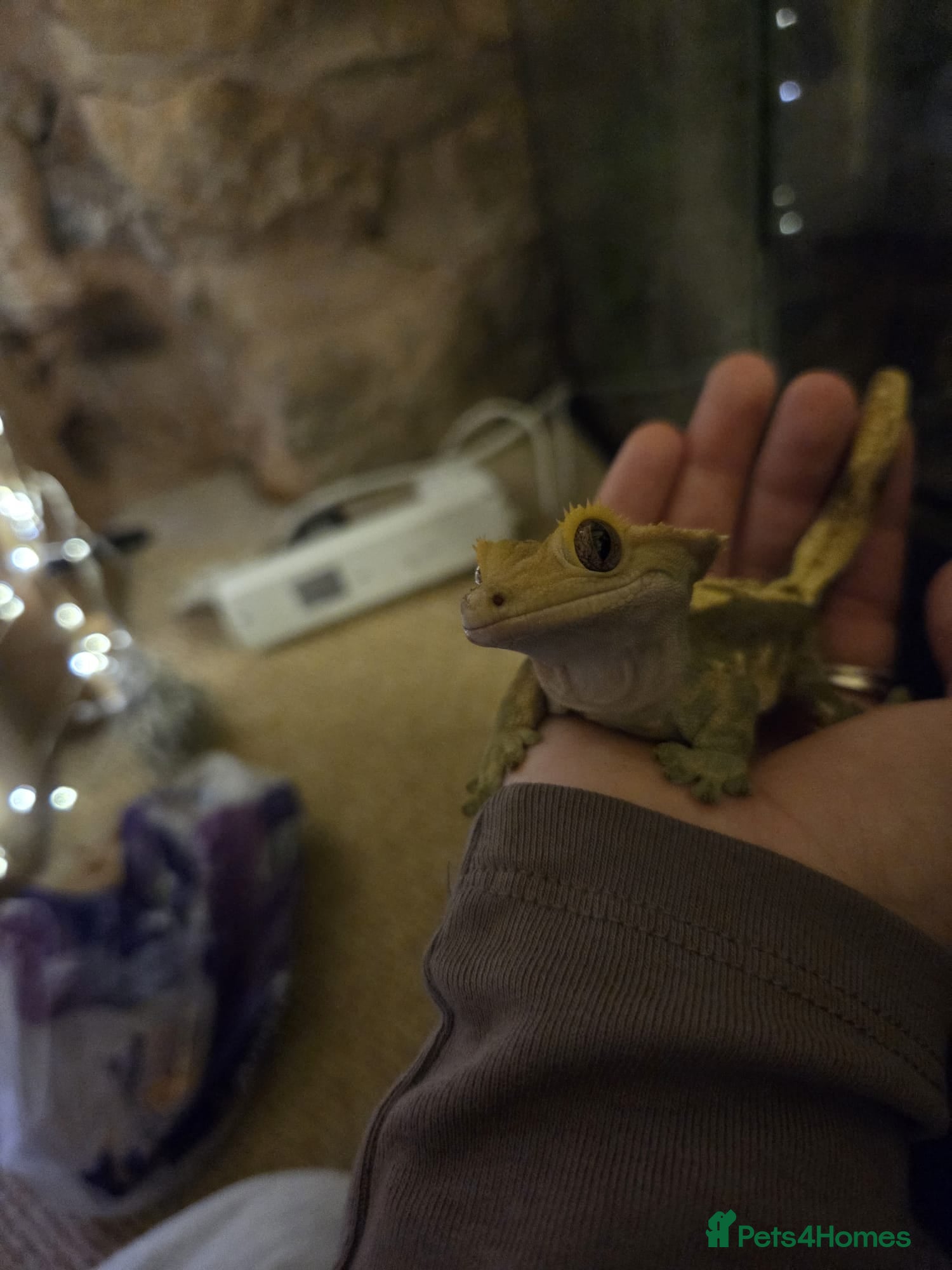 Gecko reptiles Crested Gecko and full bioactive set up - Advert 18