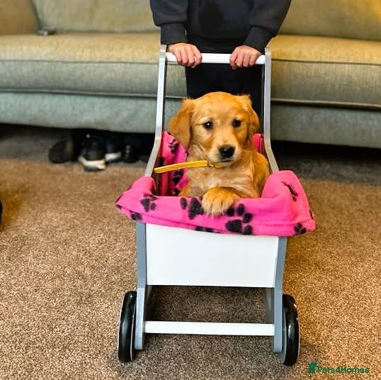 Golden Retriever dogs FOX RED, KC Reg puppies - Advert 1