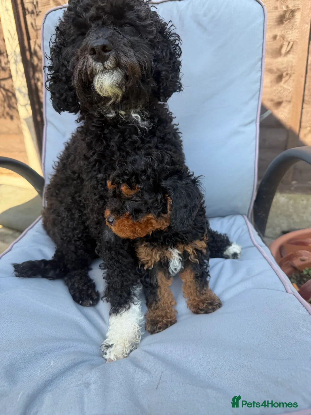 Cavapoo dogs for sale: Cavapoo Puppies  - Advert 2