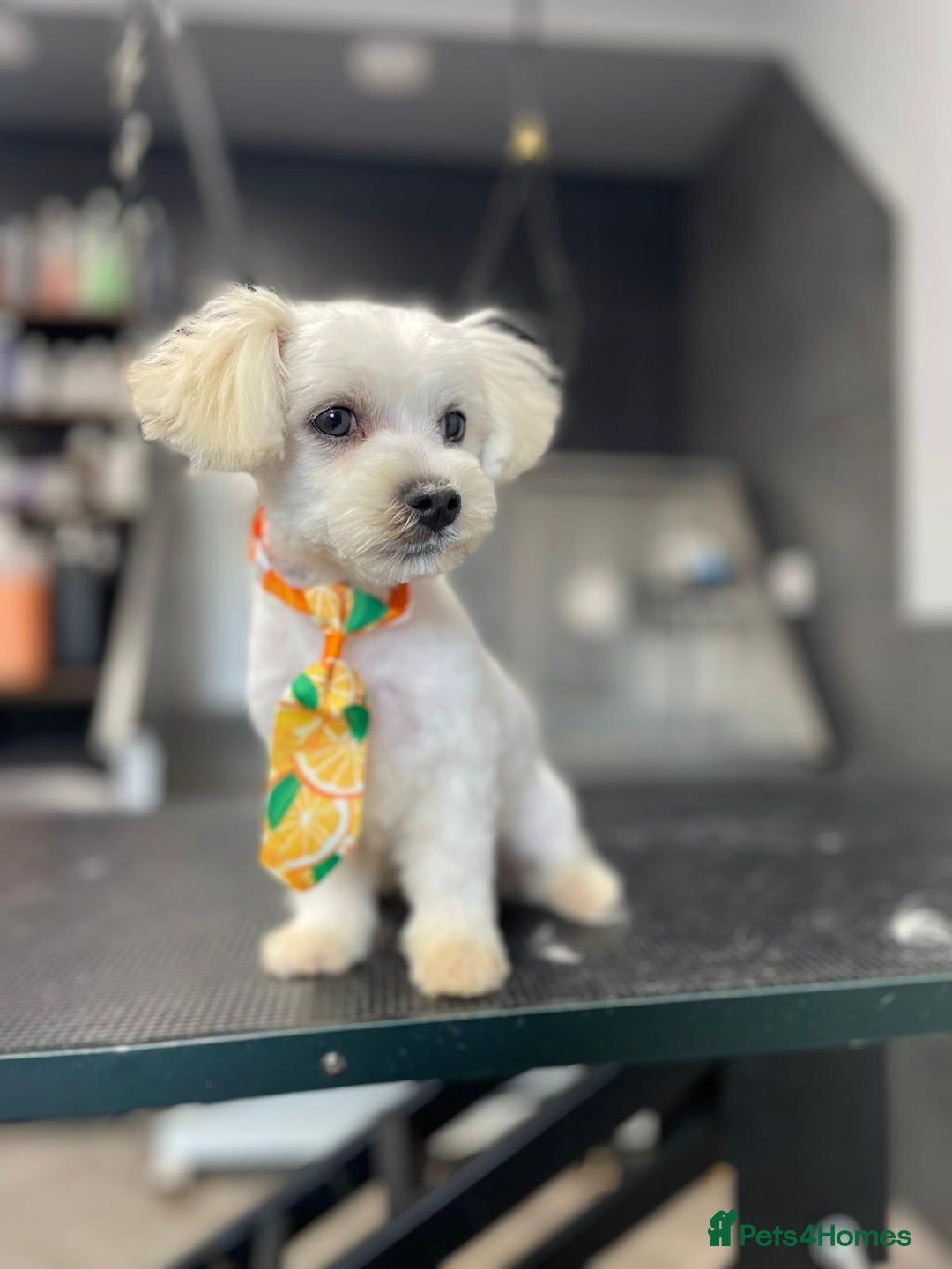 Malshi dogs for sale: Malshi boy  - Advert 3