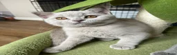 British Shorthair cats for sale: Lilac & Blue BSH’s GCCF available in 1 week 🩵💜 - Advert 15