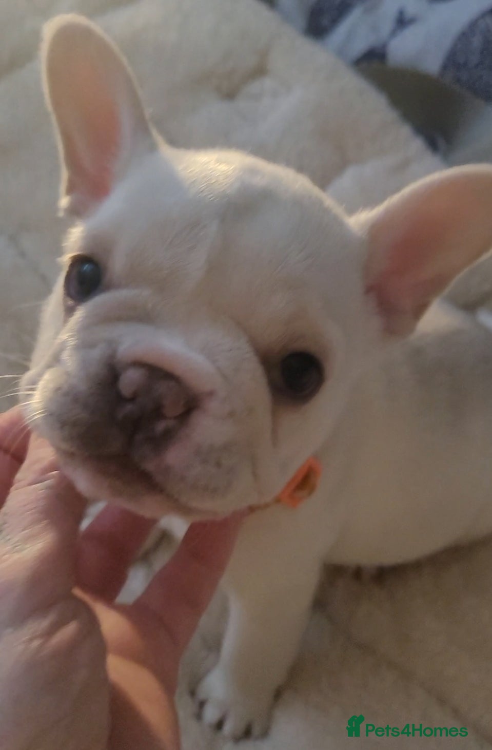 French Bulldog dogs Frenchie babies looking for their forever homes - Advert 2