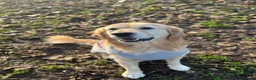 Golden Retriever dogs for stud: Golden retriever for stud in Manchester - Advert 2