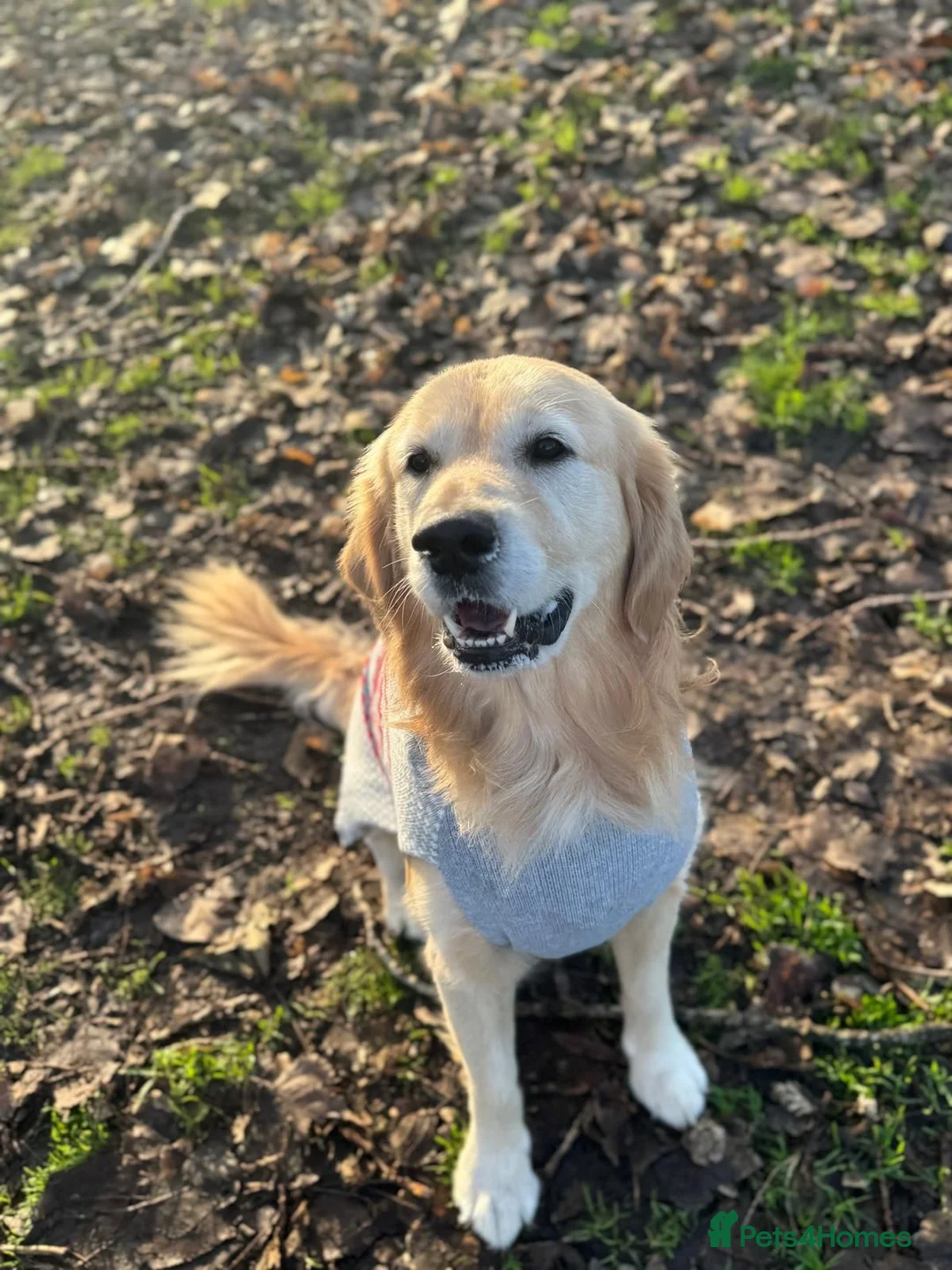 Golden Retriever dogs for stud: Golden retriever for stud in Manchester - Advert 2