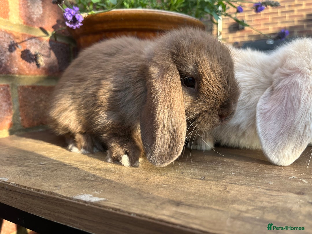 Mini Lop rabbits for sale: Two mini lop males for rehoming RTL 19.08 - Image 5