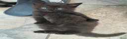 Maine Coon cats for sale: Fluffy kitten part Maine Coon  - Advert 12
