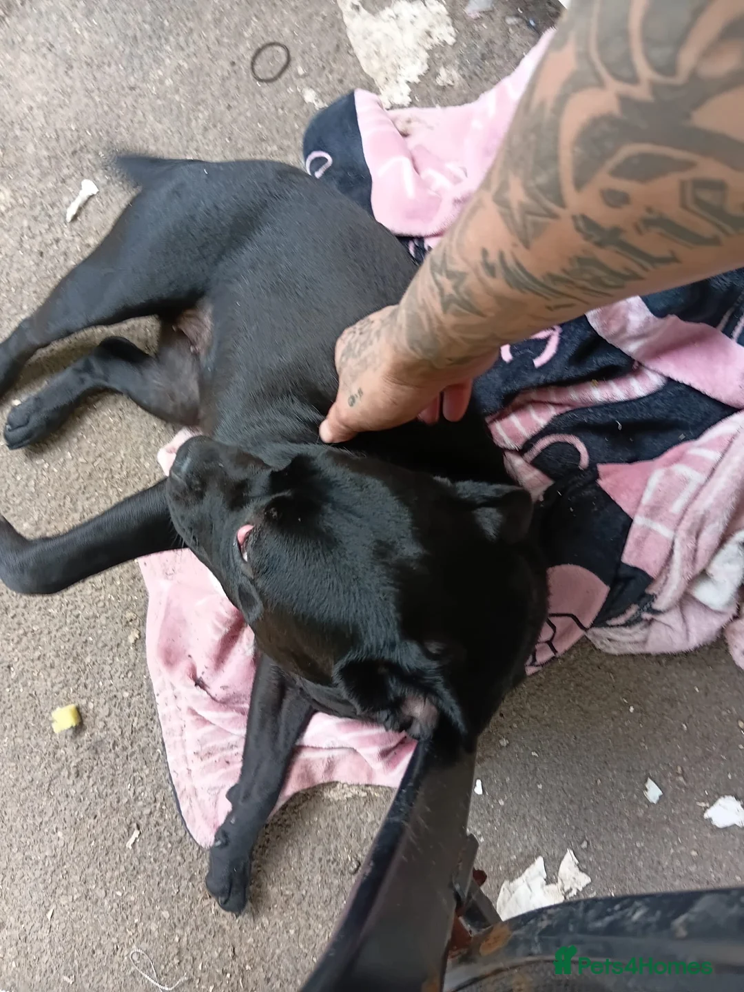 Mixed Breed dogs for sale: Frenchie cross labrador - Advert 2