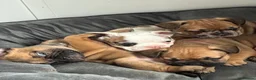 French Bulldog dogs for sale: Special unique Frenchton puppy (Frenchie x Boston) - Advert 9