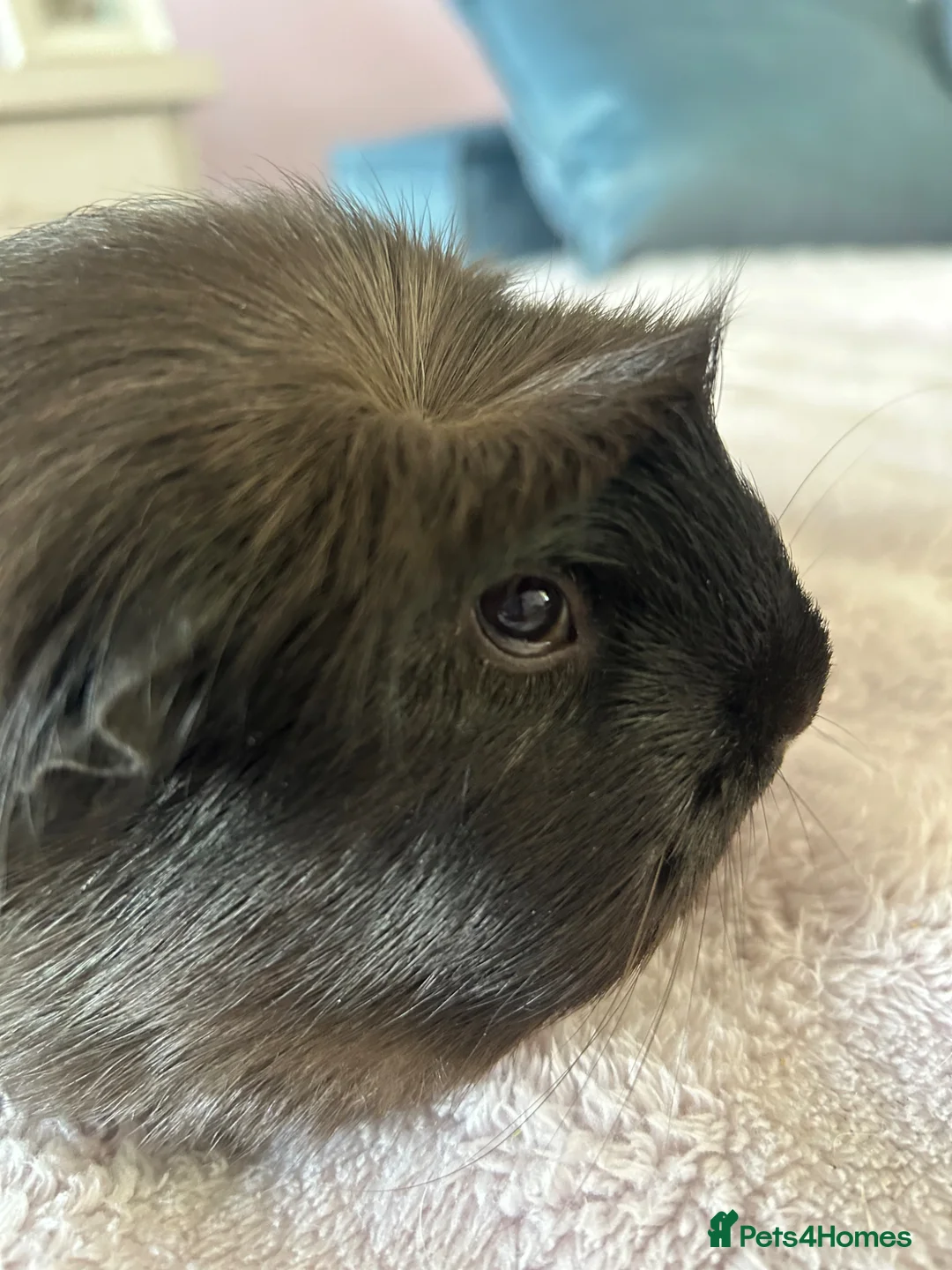 Guinea Pig rodents for sale: Female guinea pig 7 months old  - Advert 3