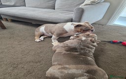 English Bulldog dogs for sale: male and female english bulldogs - Image 5