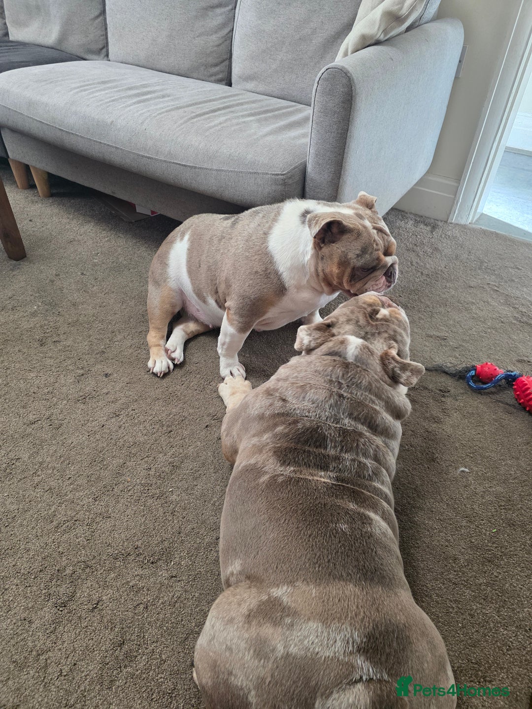 English Bulldog dogs for sale: male and female english bulldogs - Image 5
