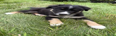 Border Collie 1