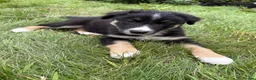 Border Collie dogs for sale: Border Collie puppies  - Advert 10