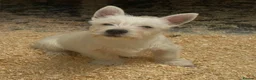 West Highland Terrier dogs for sale: West Highland Terrier boy looking new home - Advert 6