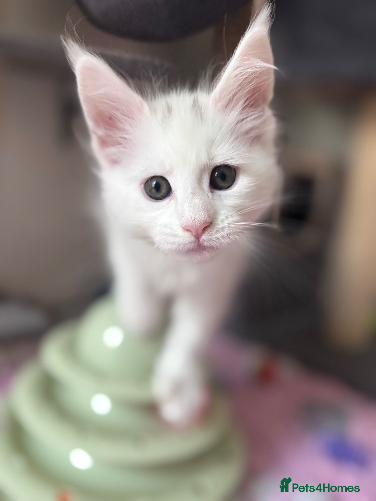Maine Coon cats 💕Only 1 Girl Available💕Stunning White Mainecoon - Advert 1