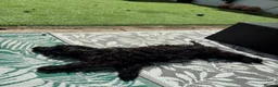 Cocker Spaniel dogs for sale: Indiana - beautiful male puppy - Advert 4