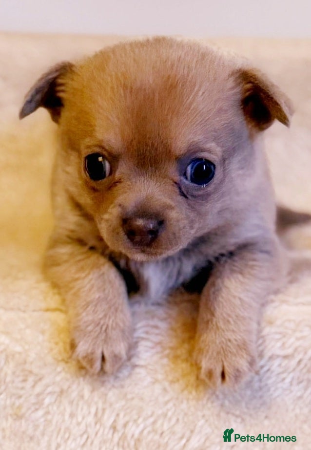 Chihuahua dogs Rare blue lilac miniature chihuahua  - Advert 7