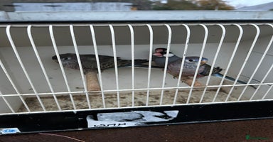 Parakeets birds - Advert 9