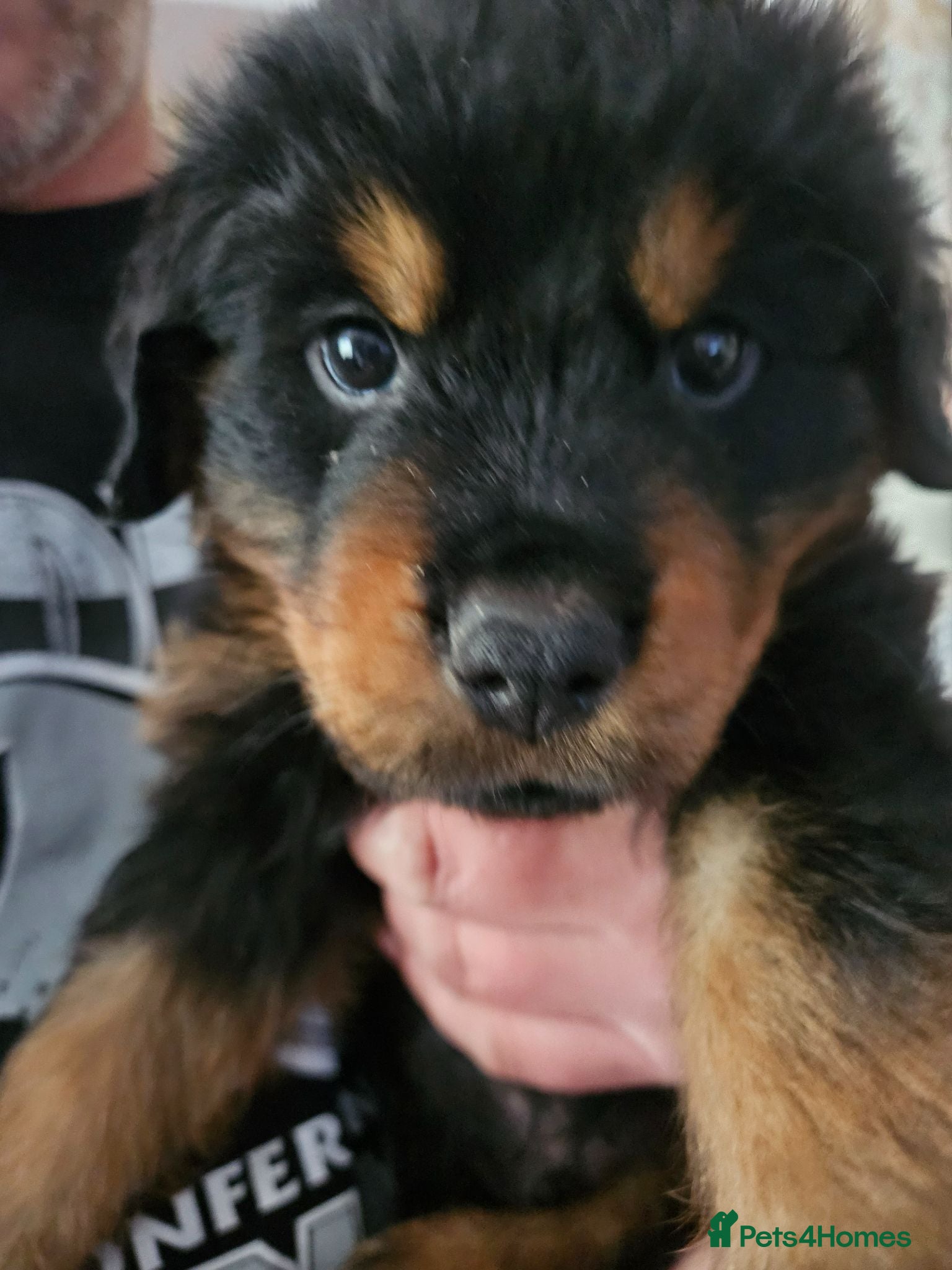 Rottweiler dogs Last male rottweiler pup need forever homes - Advert 1