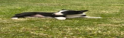 Border Collie dogs for sale: ⭐️BORDER COLLIE PUPS⭐️ READY TO GO - Advert 18
