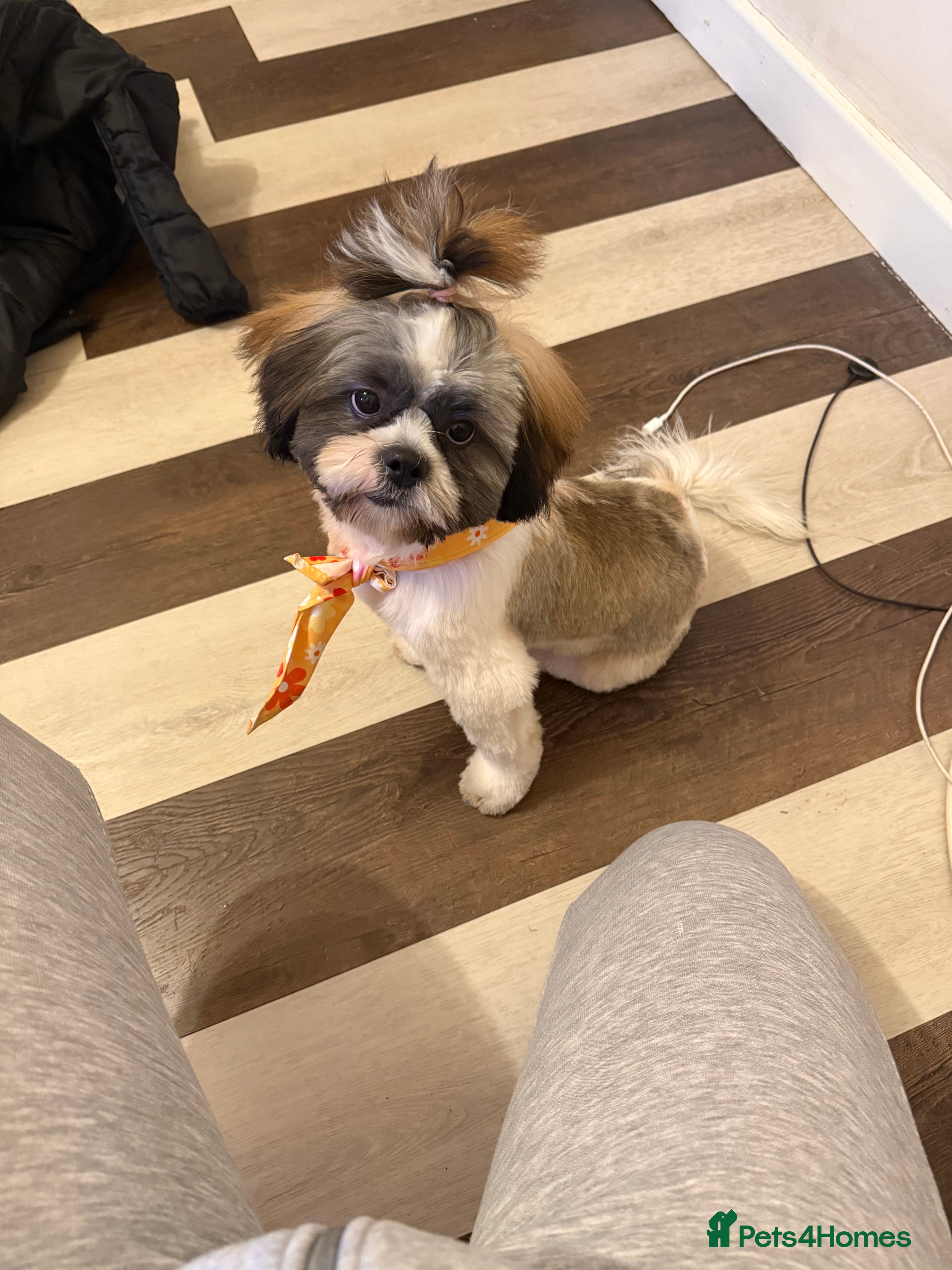 Shih Tzu dogs Shih tzu - Advert 1