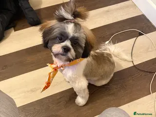 Shih Tzu dogs Shih tzu - Advert 1