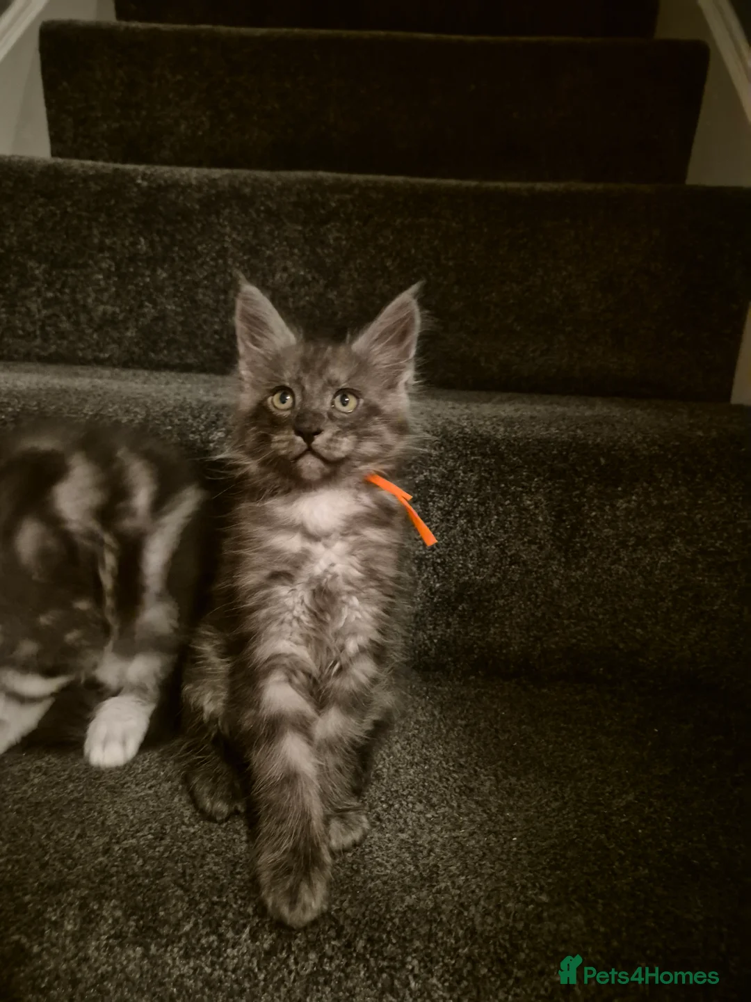 Maine Coon cats for sale: Tica registered Maine Coon kittens - Advert 4