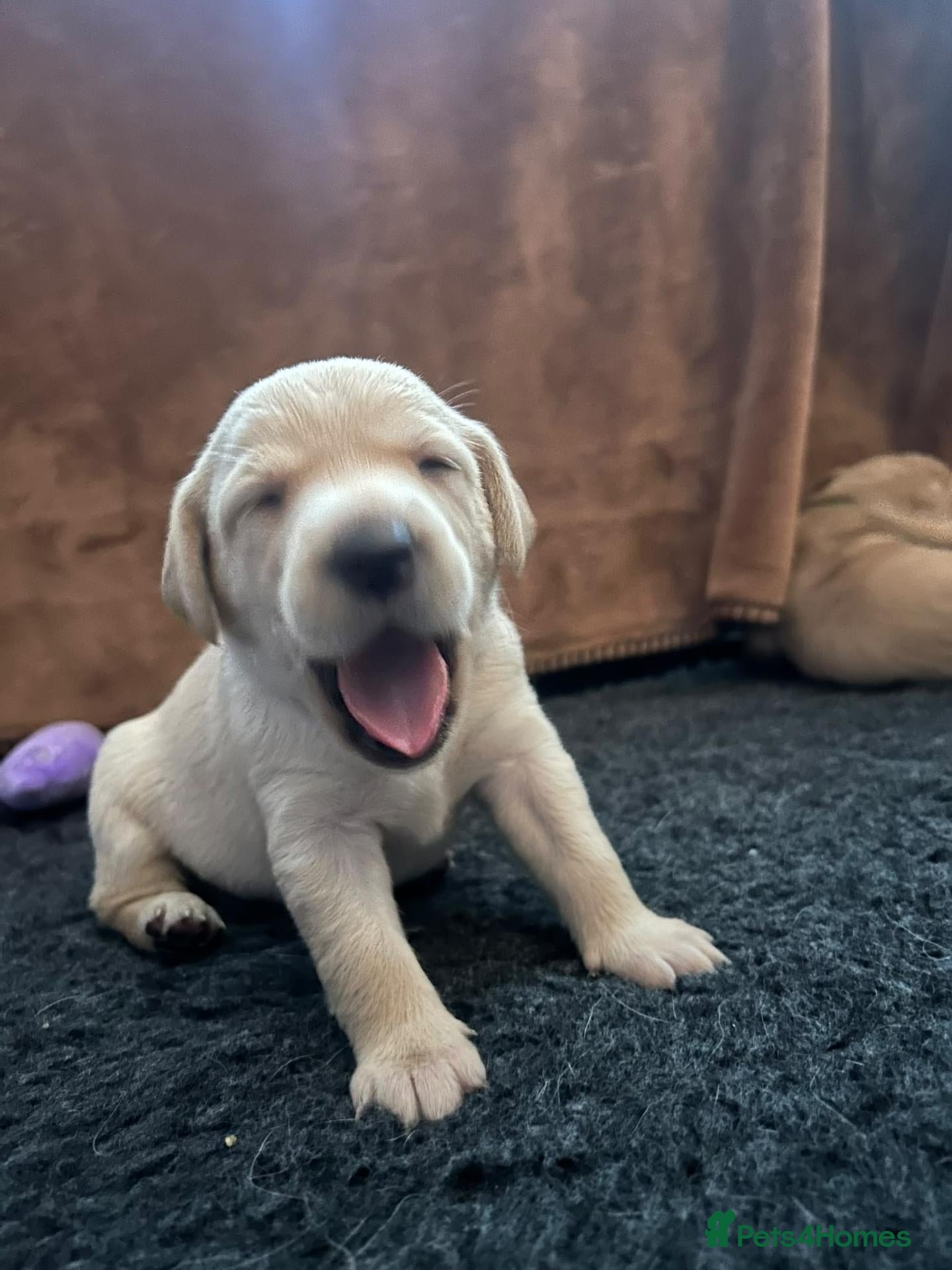 Labrador Retriever dogs for sale: Labrador Puppies mum and dad are our pets) - Advert 17