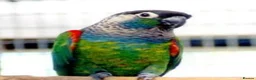 Conures birds for sale: Pearly Conure Parrot  - Advert 1