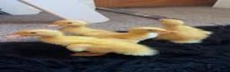 Ducks poultry for sale: Alsebury/Runner ducklings in Leicester - Advert 3
