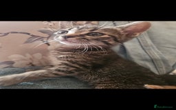 Mixed Breed cats for sale: Beautiful kittens  - Image 34